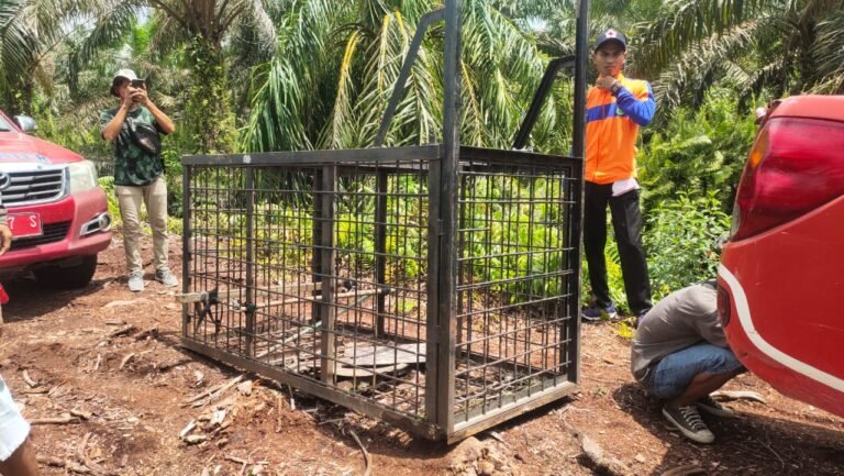 Cari Harimau Yang Makan Korban, Tim Gabungan BBKSDA Pasang Box Trap dan Kamera Trap Pada Lokasi Ditemukannya Korban