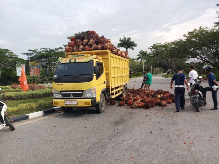 TBS Kelapa Sawit Tumpah Berserakan di Bundaran Mempura Siak, Diduga Damtruknya Over Tonase