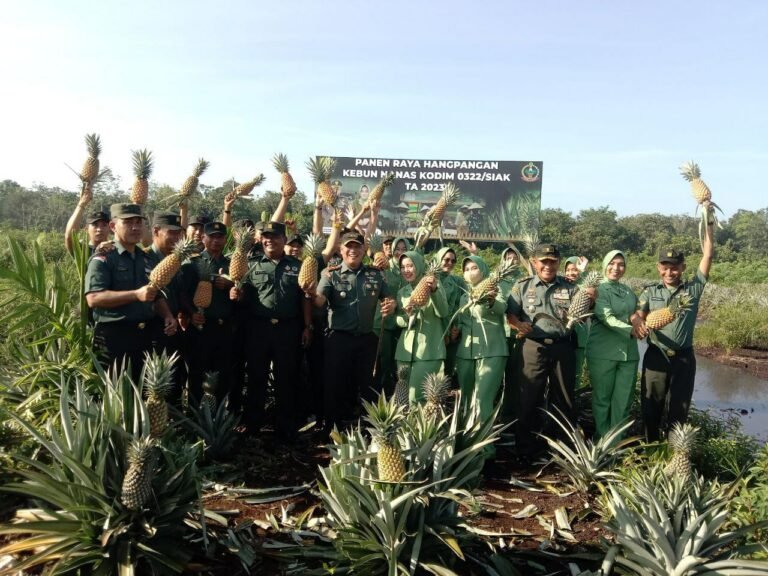 Kodim 0322/SIAK Panen Raya Nenas, Letkol.Inf. M.Faisal Effendi: Ini Sebagai Upaya Membantu Pemda Dalam Program Ketahanan Pangan