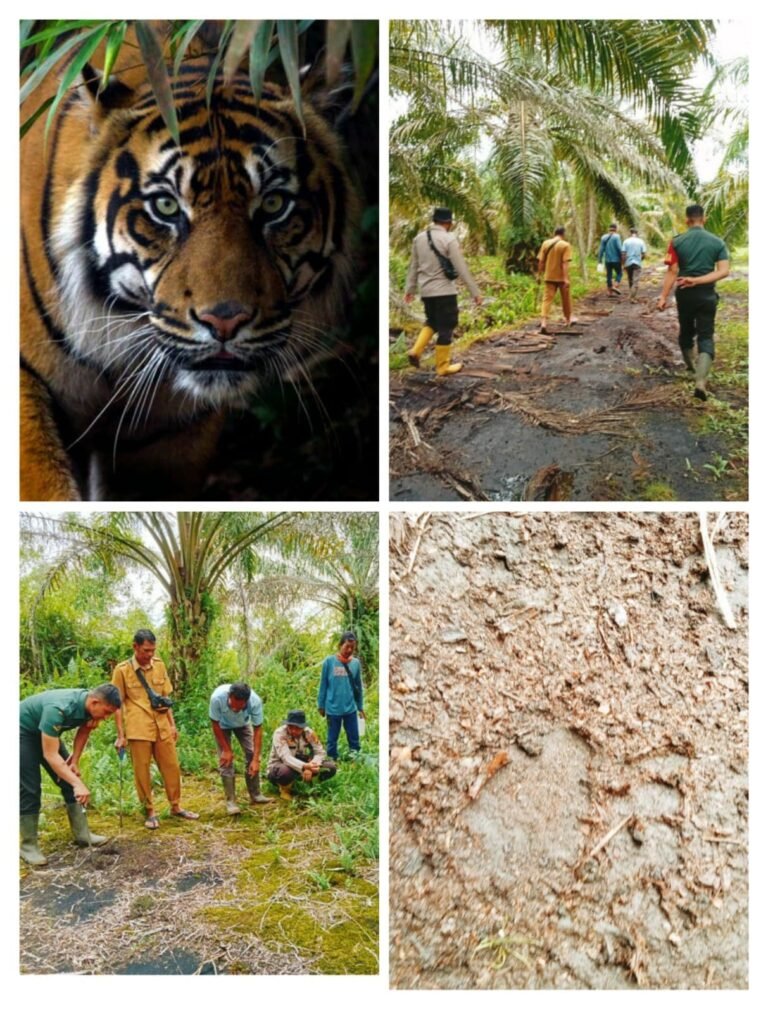 Mencekam!! Teror Harimau Sumatera Masuk di Kebun Warga Kampung Temusai Siak, Warga Masih Trauma