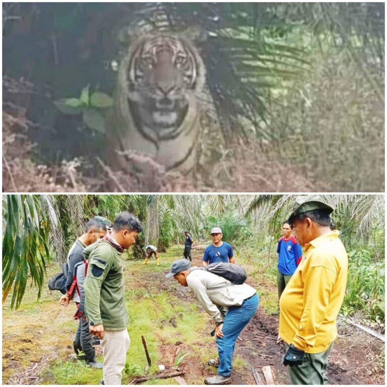 Hebohnya Teror Harimau di Kampung Temusai Siak, BBKSDA Resort Siak Pasang Kamera Trap