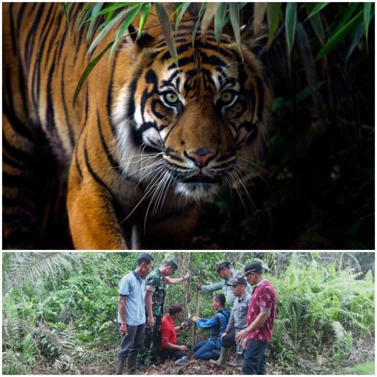 Teror Harimau, Team BBKSDA Resort Siak Cek Kamera Trap Yang di Pasang, Ini Hasilnya