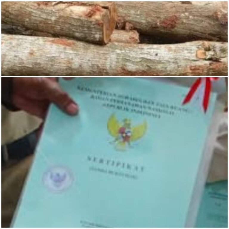 Warga Buatan II Kecewa, Kompensasi Panen Kayu Akasianya di Bayar 100 Ribu , Diduga Dikendalikan Oleh Penghulunya