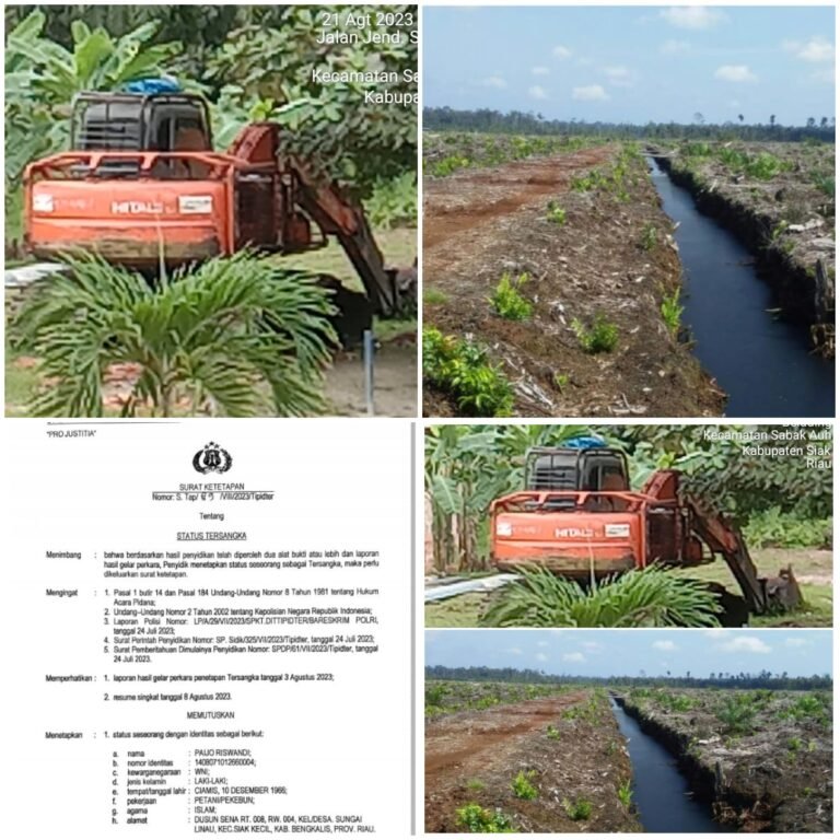 LSM Forkorindo Desak KAPOLRI Tahan PAIJO RISWANDI Warga Sungai Linau Tersangka Mafia Jual Beli Ratusan Hektar Kawasan Hutan