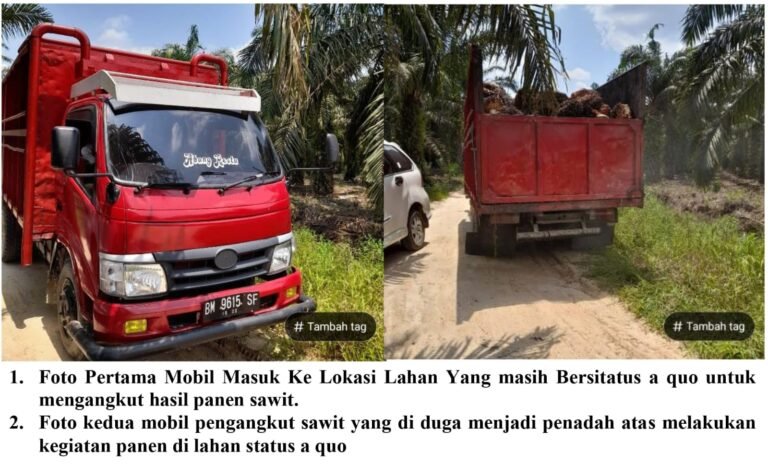 Diduga Mafia Tanah Darwin alias Abun dkk Dengan Mafia Penadah Sawit Bersekongkol Panen Lahan Sawit Berstatus Quo