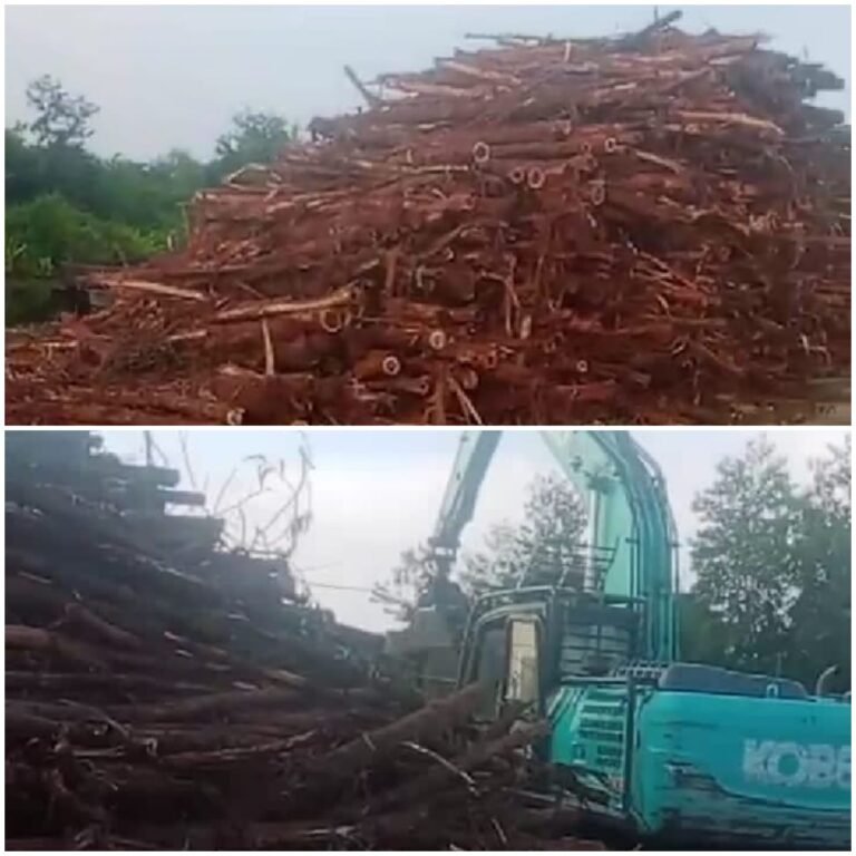 Diduga PT. Arara Abadi Tampung Kayu Akasia Lahan Tora, Tanpa Surat Kuasa Panen dari Pemilik SHM