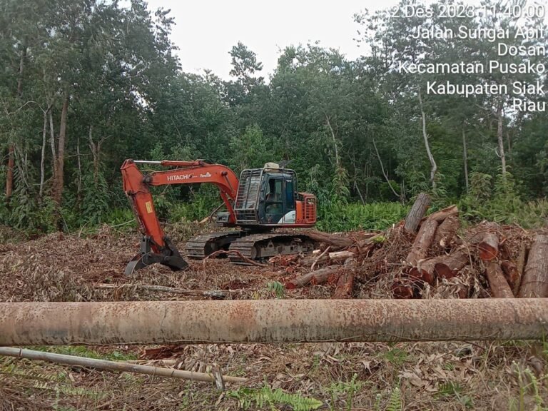 Diduga Tak Berizin, Akasia Sepanjang Jalan Arah Doral Kampung Dosan Habis di Panen