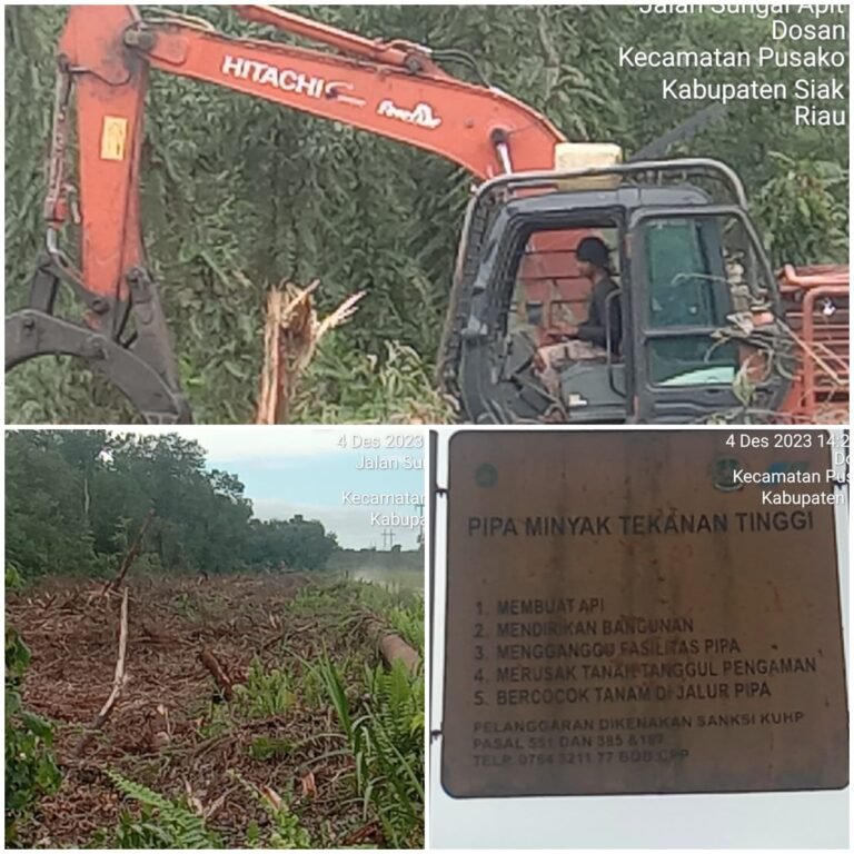 Terungkap Fakta Baru, Ketua Pemuda KT Dosan Sebut, Penghulu Diduga Terima Pi dari Penjualan Kayu Akasia di Lahan Negara Terbebani Izin