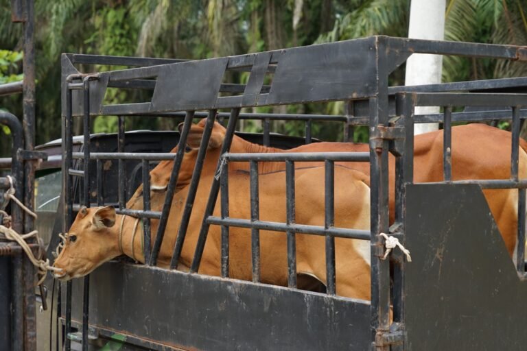 Camat Mandau Salurkan Bantuan Sapi Kepada Masyarakat Desa Bathin Betuah