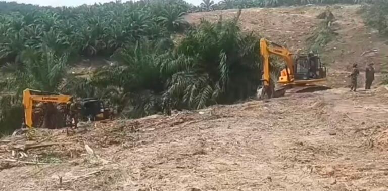 Satgas PKH Musnahkan 311 Hektar Lahan Sawit Ilegal Milik Suyadi di TNTN dan Akan di Pulihkan