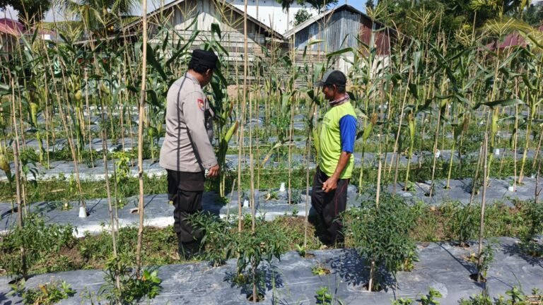 Polsek Bungaraya melalui Bhabinkamtibmas Cek Perkembangan Tanaman Jagung Manis di Dusun Sidomulyo