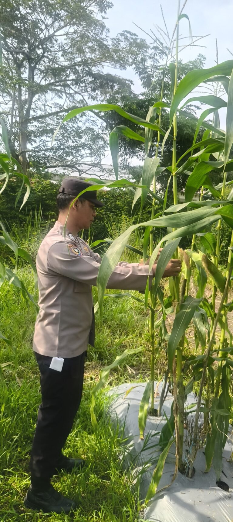 Polsek Bungaraya laksanakan pengecekan Swasembada jenis Jagung 