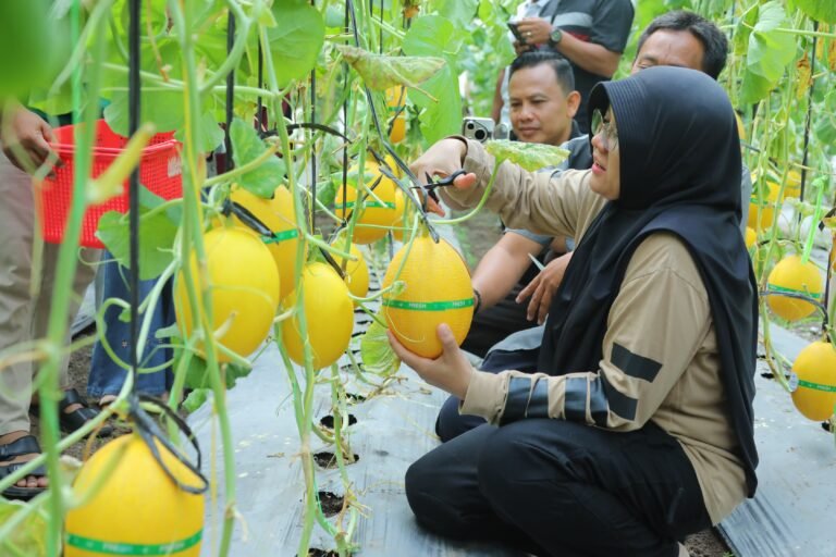 Panen Melon BUMKam Buantan Besar, Bupati Afni : Bukti nyata Dana Desa Tingkatkan PAD