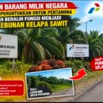Alasan Aset Terlantar, Dugaan Karyawan Pertamina di Siak, Sulap Lahan BMN Pertamina Jadi Kebun Sawit