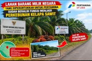 Alasan Aset Terlantar, Dugaan Karyawan Pertamina di Siak, Sulap Lahan BMN Pertamina Jadi Kebun Sawit